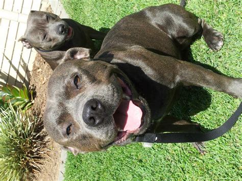 Our dogs are clear of L2Hcg and HC via testing and their DNA Profiling is completed in line with the Queensland breeding regulations. . Staffies for sale qld